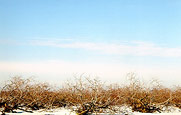 Cut Down Orchard